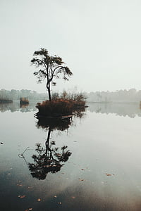 tree near river under gray clouds thumbnail
