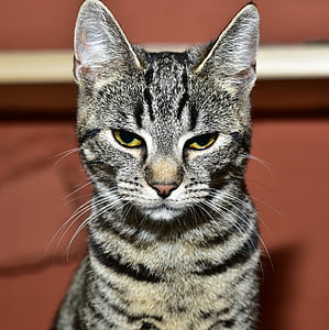 gray and black tabby cat close-up photo thumbnail