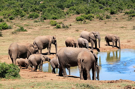group of brown elephants during day time thumbnail