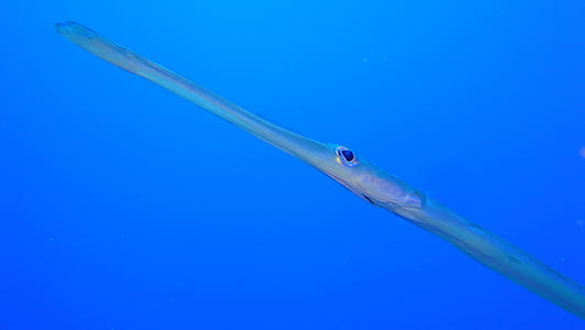sea, nature, animal, fish thumbnail