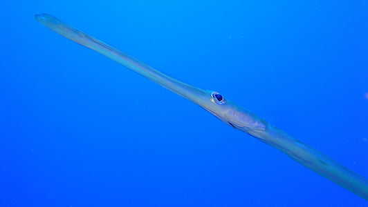 underwater photography of gray fish thumbnail