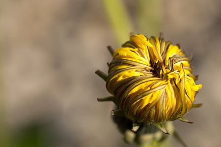 yellow chrysanthemum bud close up photo thumbnail
