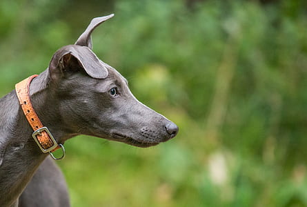 closeup view of gray greyhound thumbnail