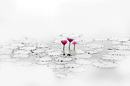 three pink flowers on water thumbnail