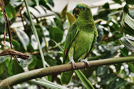 green parrot perched on green tree branch thumbnail