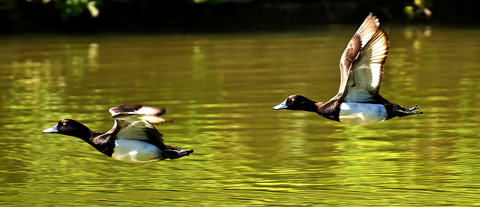 two black-and-white ducks flying over The body of water thumbnail