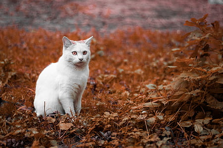 short-coated white cat in brown plants thumbnail