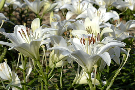 close-up photo of white Easter lily flowers thumbnail