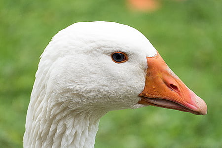 close up photo of white duck thumbnail
