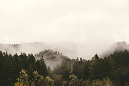 pine trees surrounded with fog at daytime thumbnail