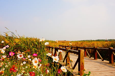 white and pink flowers near wooden bridge thumbnail