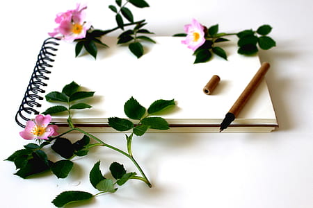 white sketch book with three pink petaled flowers on top thumbnail
