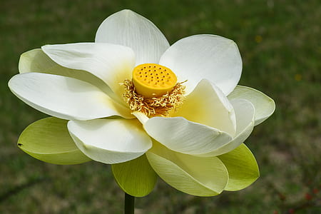 close-up photo of white petaled flowers thumbnail