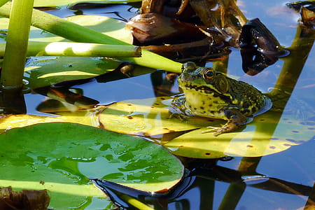 A northern green frog sunning on a water lily leaf in a lily pad. thumbnail