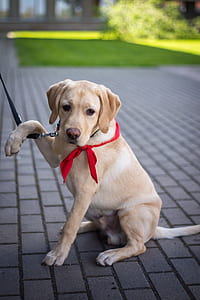 adult yellow Labrador retriever sitting on floor thumbnail