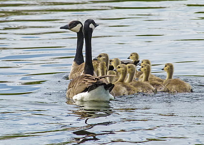 two geese and ducks thumbnail