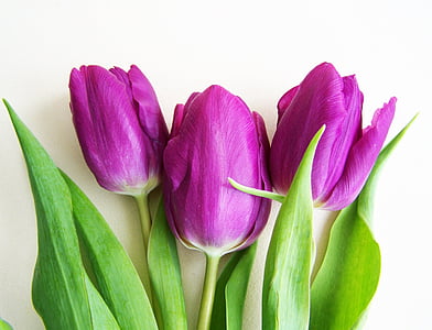 three pink tulips thumbnail