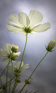 white cosmos flowers blooming at daytime thumbnail