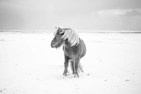 grayscale on horse standing on ground thumbnail