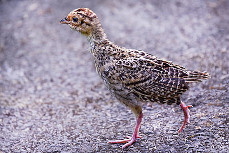 selective focus photography of brown chicken chick thumbnail