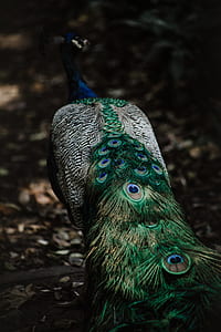blue, green, and white peacock standing on brown soil thumbnail