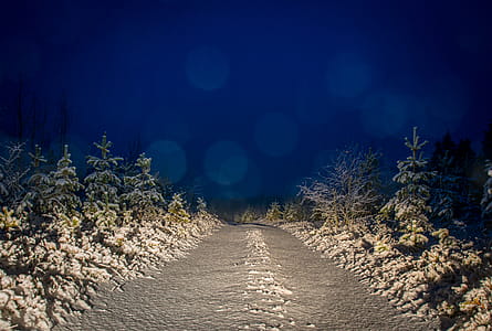 Gray and White Filled of Snow Trees and Pathwalk thumbnail