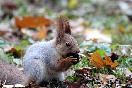 gray and brown squirrel thumbnail