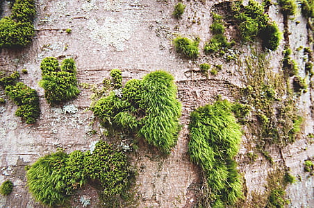 wood, summer, garden, moss thumbnail