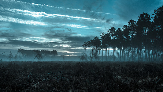 photo of green trees under blue sky thumbnail