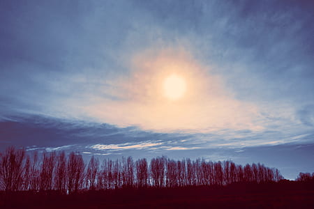 landscape photography of tree under sun thumbnail