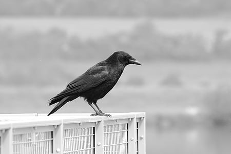 grayscale photography of crow thumbnail