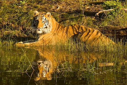 Tiger resting on a water hole thumbnail