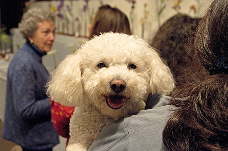 selective focus photography of woman holding poodle thumbnail