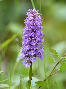 Orchid, Wild Flower thumbnail