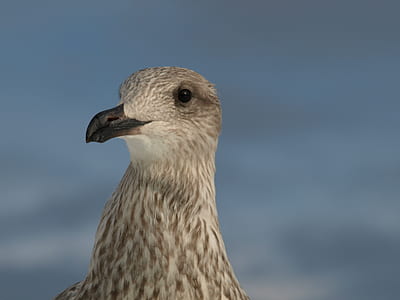 brown bird's head closeup photo thumbnail