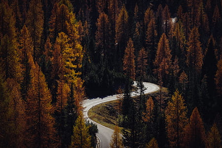 Gray Concrete Pavement in Between Trees thumbnail
