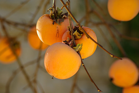 round yellow fruits thumbnail