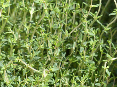 selective focus photography of green plant thumbnail