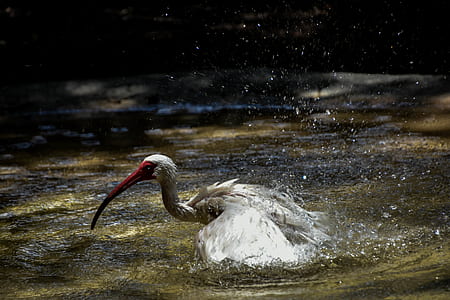 bird in body of water thumbnail