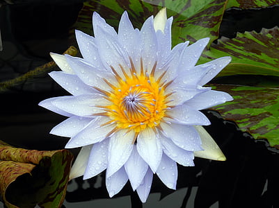 shallow focus photo of water lilies thumbnail