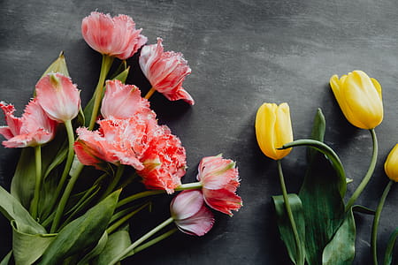 Colorful flowers on grey background with copy space thumbnail