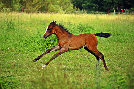 brown pony running on green grass lawn thumbnail