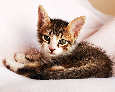 brown calico kitten thumbnail