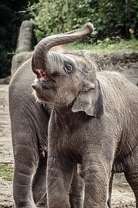 shallow focus photo of gray elephant thumbnail
