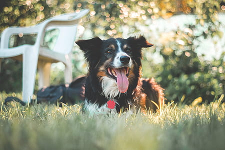 black and white border collie lying on grass during day thumbnail
