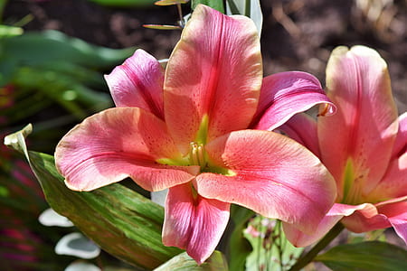 pink lily flower in close-up photography thumbnail