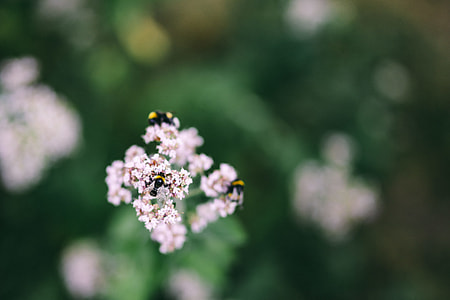 Flowers, fruits and vegetables in the garden thumbnail