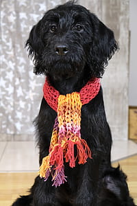 black puppy wearing crochet scarf sitting on floor close-up photo thumbnail
