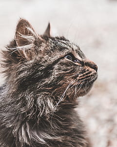 focus photography of gray tabby cat thumbnail
