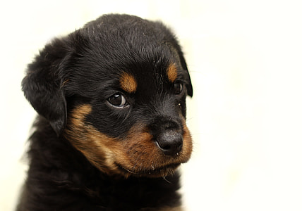black and tan rottweiler puppy thumbnail